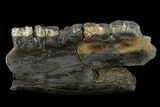 Fossil Rhino (Stephanorhinus) Mandible Section - Germany #149769-1